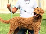 Dev poodle çok şirin yavrula