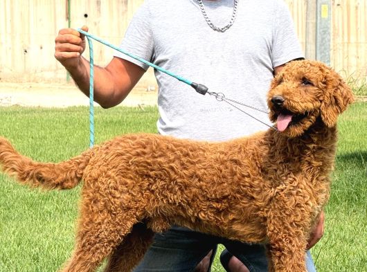 Dev Poodle Çok Şirin Yavrula