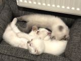 British Shorthair-Scottish Fold Bebekler