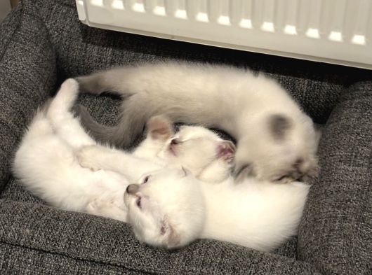 British Shorthair-Scottish Fold Bebekler görsel