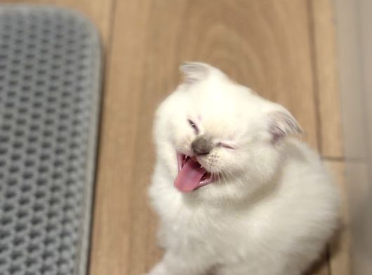 British Shorthair-Scottish Fold Bebekler görsel