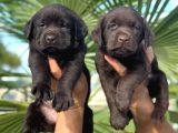 Labrador Redriever Sevimli Yavrular