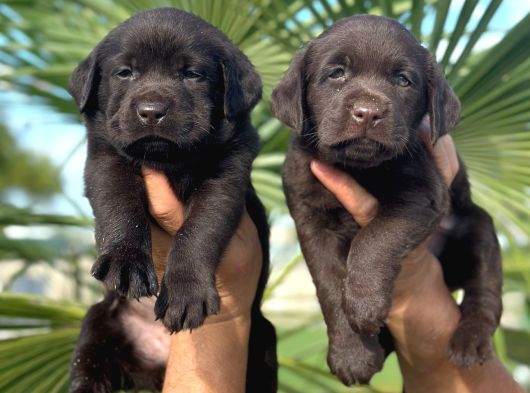Labrador Redriever Sevimli Yavrular görsel