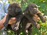 Labrador Redriever Sevimli Yavrular
