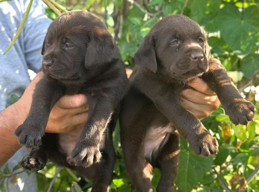 Labrador Redriever Sevimli Yavrular görsel