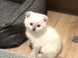 British Shorthair-Scottish Fold Bebekler