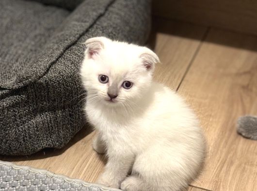 British Shorthair-Scottish Fold Bebekler görsel