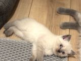 British Shorthair-Scottish Fold Bebekler