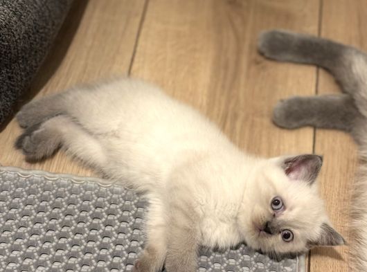 British Shorthair-Scottish Fold Bebekler görsel