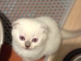 British Shorthair-Scottish Fold Bebekler