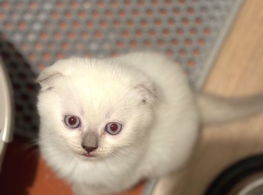 British Shorthair-Scottish Fold Bebekler
