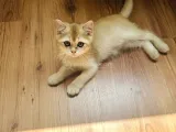 Golden British Shorthair Di̇şi̇