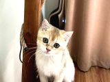 GOLDEN BRITISH SHORTHAIR DİŞİ