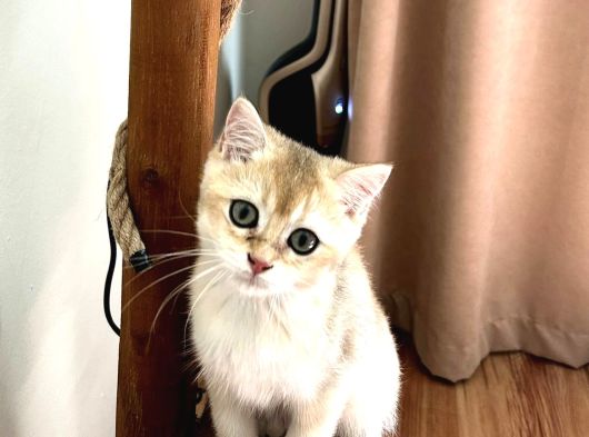 Golden British Shorthair Di̇şi̇
