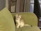 Golden British Shorthair Di̇şi̇