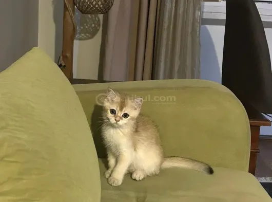 Golden British Shorthair Di̇şi̇ görsel