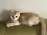Golden British Shorthair Di̇şi̇