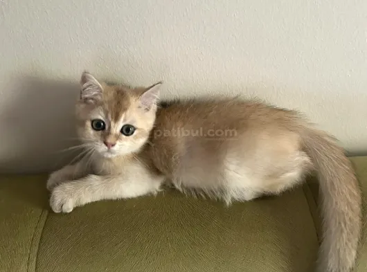 Golden British Shorthair Di̇şi̇ görsel