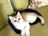 Golden British Shorthair Di̇şi̇