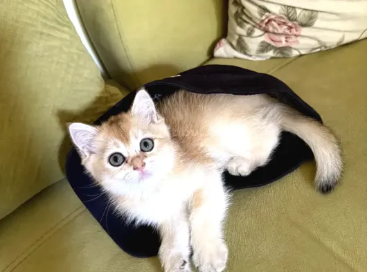 Golden British Shorthair Di̇şi̇ görsel