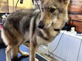 Yavru Di̇şi̇ Wolfdog    05462801005