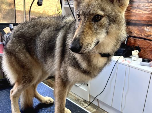 Yavru Di̇şi̇ Wolfdog    05462801005 görsel
