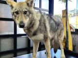 YAVRU DİŞİ WOLFDOG    05462801005