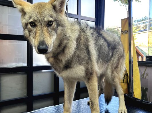 Yavru Di̇şi̇ Wolfdog    05462801005