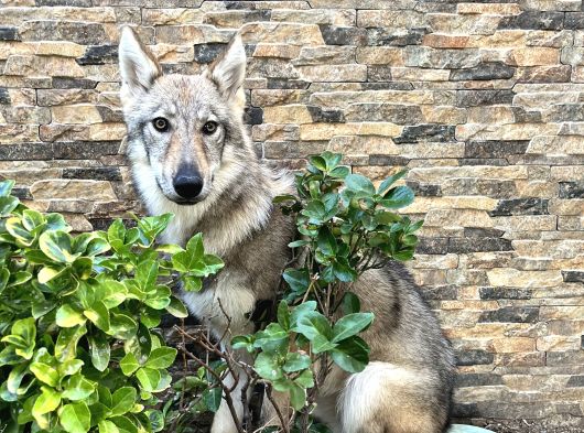 Yavru Di̇şi̇ Wolfdog    05462801005 görsel