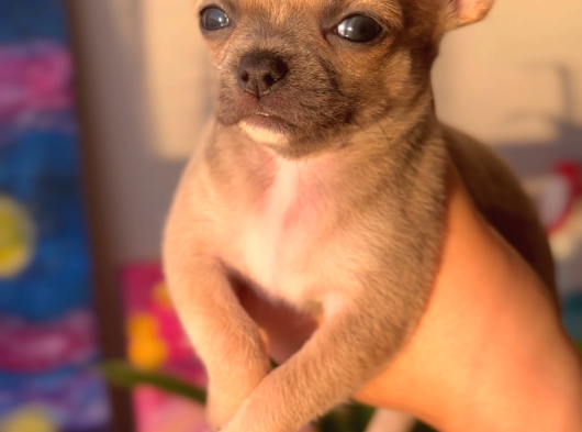 2 Aylık Chihuahua Yavrularımız Sahiplendirilmeye Hazır görsel
