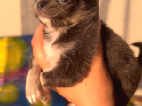 2 Aylık Chihuahua Yavrularımız Sahiplendirilmeye Hazır