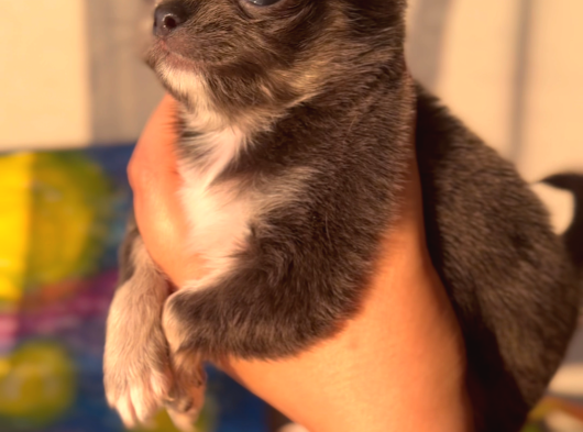 2 Aylık Chihuahua Yavrularımız Sahiplendirilmeye Hazır görsel