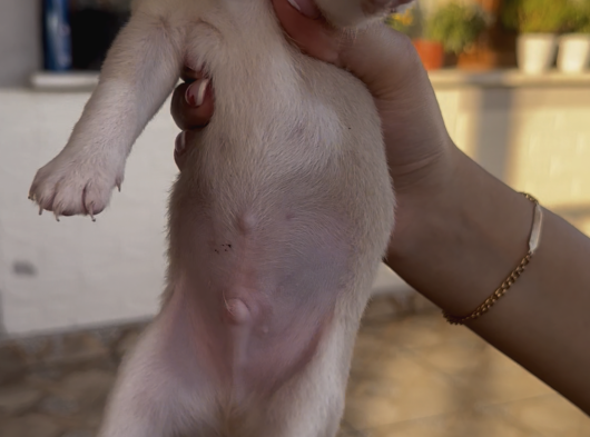 2 Aylık Chihuahua Yavrularımız Sahiplendirilmeye Hazır görsel