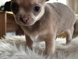 2 aylık Chihuahua yavrularımız sahiplendirilmeye hazır
