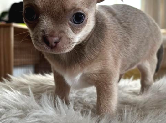 2 Aylık Chihuahua Yavrularımız Sahiplendirilmeye Hazır
