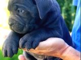 Irkının En Güzeli Özel Renk Dev Cane Corso
