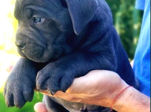 Irkının En Güzeli Özel Renk Dev Cane Corso görsel