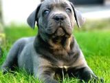 Irkının en güzeli özel renk dev cane corso
