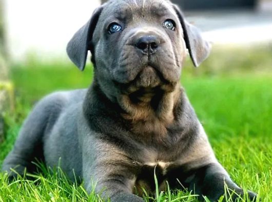 Irkının En Güzeli Özel Renk Dev Cane Corso