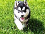 Husky sibirya kurdu erkek dişi yavrular