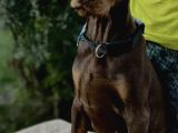Türkiye Geneli Referanslarımızla En Özel Doberman Yavrular