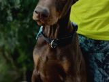 Türkiye Geneli Referanslarımızla En Özel Doberman Yavrular