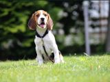 3 renk özel beagle yavrularımız