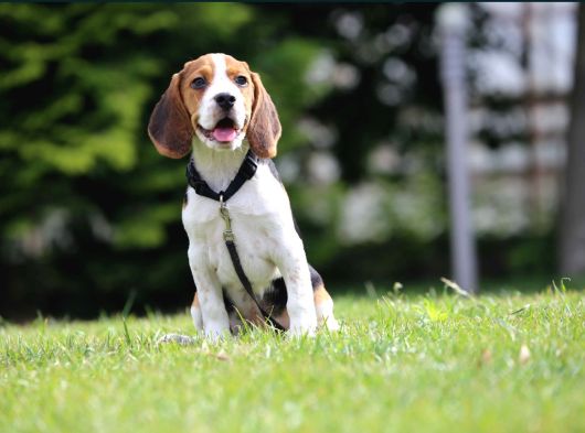 3 Renk Özel Beagle Yavrularımız
