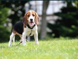 3 Renk Özel Beagle Yavrularımız
