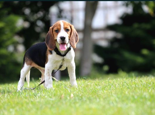 3 Renk Özel Beagle Yavrularımız görsel