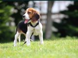 3 Renk Özel Beagle Yavrularımız