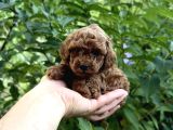Adrese teslim imkanıyla Red brown poodle yavrular