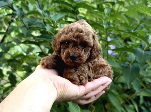Adrese Teslim Imkanıyla Red Brown Poodle Yavrular