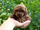 Adrese Teslim Imkanıyla Red Brown Poodle Yavrular